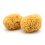 Neptune Caribbean Sea Sponge 2 Pack Hand Cut Medium Approx. 5-6 inches 1