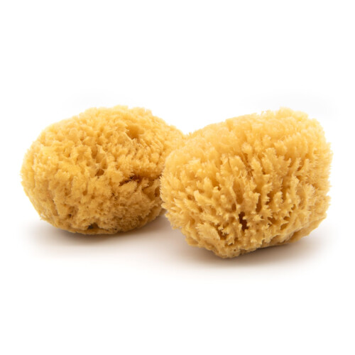 Neptune Caribbean Sea Sponge 2 Pack Hand Cut Medium Approx. 5-6 inches