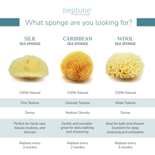 Neptune Caribbean Sea Sponge 2 Pack Hand Cut Medium Approx. 5-6 inches 2