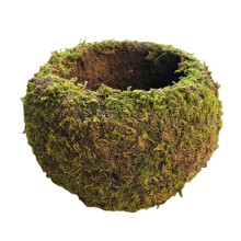 Japanischer Stil Moosball Gartenpflanze Topfware Moospflanzen Blumentopf