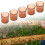 500Pcs Plastic Brown Cell Cups Queen Rearing Honey 7