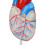 Transparent Human Heart Model for Medical Teaching, PVC, Multipurpose 6