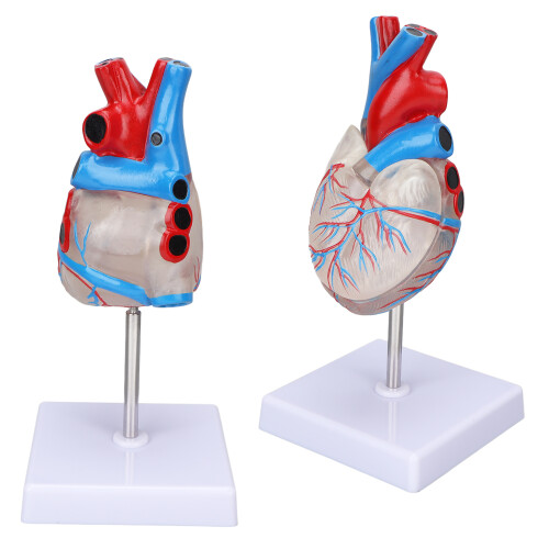 Transparent Human Heart Model for Medical Teaching, PVC, Multipurpose 2