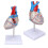 Transparent Human Heart Model for Medical Teaching, PVC, Multipurpose 12