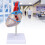 Transparent Human Heart Model for Medical Teaching, PVC, Multipurpose 14