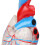 Transparent Human Heart Model for Medical Teaching, PVC, Multipurpose 4