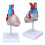 Transparent Human Heart Model for Medical Teaching, PVC, Multipurpose 5