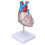 Transparent Human Heart Model for Medical Teaching, PVC, Multipurpose 1