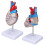Transparent Human Heart Model for Medical Teaching, PVC, Multipurpose 11