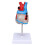 Transparent Human Heart Model for Medical Teaching, PVC, Multipurpose 13