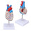 Transparent Human Heart Model for Medical Teaching, PVC, Multipurpose 15