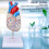 Transparent Human Heart Model for Medical Teaching, PVC, Multipurpose 10