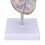 Transparent Human Heart Model for Medical Teaching, PVC, Multipurpose 9