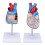 Transparent Human Heart Model for Medical Teaching, PVC, Multipurpose 7