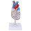 Transparent Human Heart Model for Medical Teaching, PVC, Multipurpose 16