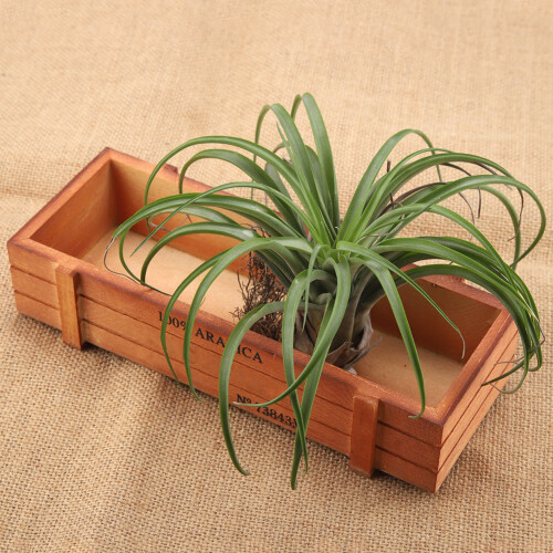 Vintage Wood Flower Planter Succulent Pot 2