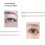 50pcs Double Head Eyelash Perming Applicator 14