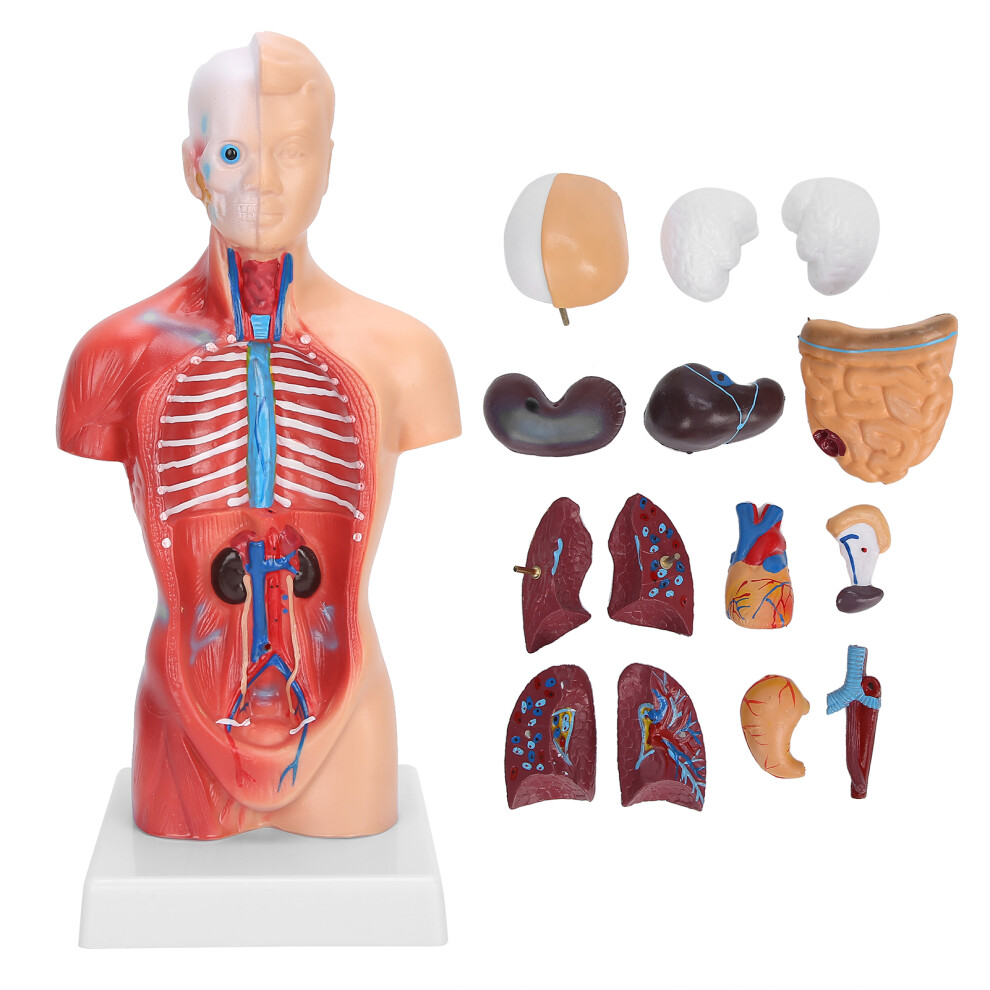 28cm Human Torso Model Detachable Internal Organs