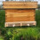 Wooden Four Row Pollen Collector Tray Trap 4