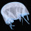 Portable Full Cover Fly Insect Protection Mosquito 2