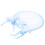 Portable Full Cover Fly Insect Protection Mosquito 1