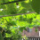 Trellis Netting Plant Support Net for Climbing 5