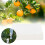 Envelop Vegetable Parchment Seeds Breeding Storage 3