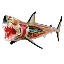 -Anatomy Model - Animal Anatomyical 20 Detachable Organs and Body Parts Biology Medical Teaching