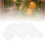 Reusable Plant Rooting Device High Pressure 11