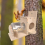 Squirrel Feeding Box Food Container Wooden Pet Storage Tools Bird Feed 7