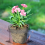 Plant Root Guard Baskets Wire Basket Mole and Vole Mesh for Garden Pot 8