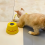 Fully Intelligent Automatic Rope Sling Cat Teaser LED Backlit LCD Soft 4