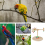 Bird Perch Stand Stick Toy for Sparrow Rotating Windmill Design Claw G 7