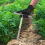 Soil Sample Probe, 12.2 Inches Soil Sampler, Soil Probes for Soil Samp 6