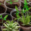 Pacote com 20 vasos transparentes de 5,7 polegadas para viveiro de plantas: vasos para mudas com 3