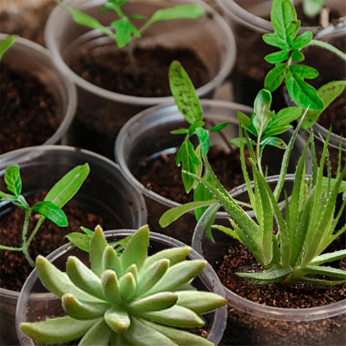 Pacote com 20 vasos transparentes de 5,7 polegadas para viveiro de plantas: vasos para mudas com 2