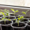 Pacote com 20 vasos transparentes de 5,7 polegadas para viveiro de plantas: vasos para mudas com 4