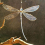 Dragonfly, Small Dazzle Fly Dragonfly Sun Catcher with Crystals,Rainb 4