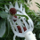 2PCS Basket Fruit Picker Head Plastic Fruit Picking Tool Catcher Agric 6