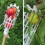 2PCS Basket Fruit Picker Head Plastic Fruit Picking Tool Catcher Agric 8