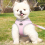 Escape Proof Cat Harness and Leash Set Adjustable Mesh Dog Harness Ves 5