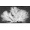 Rubies 20 White Decorative Feathers 5.5 cm 1