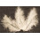 Rubies 20 Ivory Decorative Feathers 5.5 cm 1