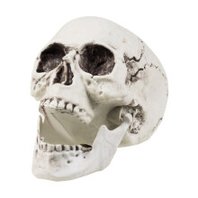 Skull decoration 24 x 18 cm Halloween