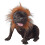 Rubies Lion costume for dogs 1