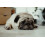 Other Vetspec Puppy & Junior Formula 12kg, clear 5