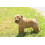 Other Vetspec Puppy & Junior Formula 12kg, clear 2