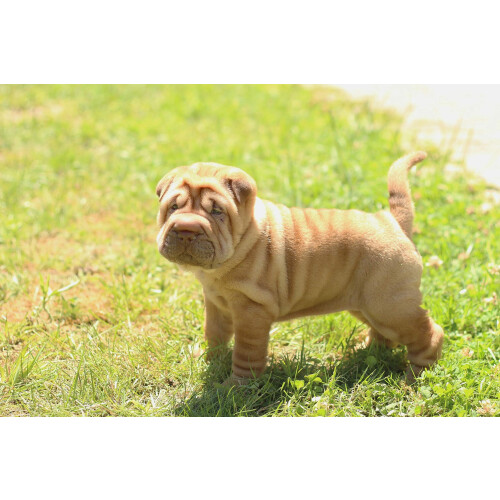 Other Vetspec Puppy & Junior Formula 12kg, clear 1