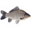 Fresh Whole Caras Fish | Crucian Carp 2kg 1