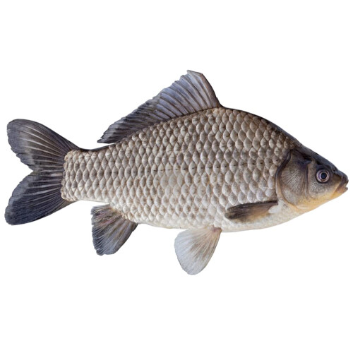 Fresh Whole Caras Fish | Crucian Carp 2kg
